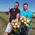 Альбатрос F1 насіння цибулі ріпчастої озимої (LibraSeeds)