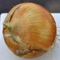 Альбатрос F1 насіння цибулі ріпчастої озимої (LibraSeeds)