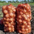 Альбатрос F1 насіння цибулі ріпчастої озимої (LibraSeeds)