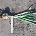Альбатрос F1 насіння цибулі ріпчастої озимої (LibraSeeds)