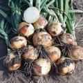 Альбатрос F1 насіння цибулі ріпчастої озимої (LibraSeeds)