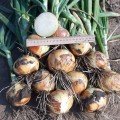 Альбатрос F1 насіння цибулі ріпчастої озимої (LibraSeeds)