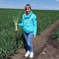 Альбатрос F1 насіння цибулі ріпчастої озимої (LibraSeeds)