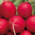 Алекс насіння редис (Satimex)
