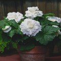 Амері Гібрид Рафлд F1 білий (Ruffled White) насіння бегонії бульбової (туберози) (Pan American)