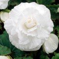 Амері Гібрид Рафлд F1 білий (Ruffled White) насіння бегонії бульбової (туберози) (Pan American)