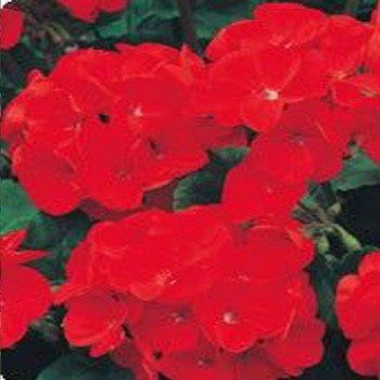 Арізона Velvet (оксамитова) насіння пеларгонії зональної (Kitano Seeds)