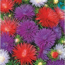Унікум суміш (Mix) насіння айстри голчастої (Hem Zaden)