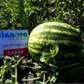 АУ Продюсер насіння кавуна середнього (Innova Seeds)