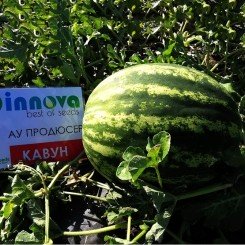 АУ Продюсер семян арбуза среднего (Innova Seeds)