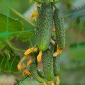 Азарт F1 насіння огірка партенокарпічного (Lucky Seed)