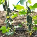 Азарт F1 насіння огірка партенокарпічного (Lucky Seed)