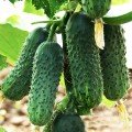 Азарт F1 насіння огірка партенокарпічного (Lucky Seed)