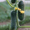 Азарт F1 насіння огірка партенокарпічного (Lucky Seed)