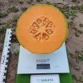 Бари F1 семена дыни тип Канталупе ранней 60-70 дн. 1,2-1,5 кг овал.ребр. (Sakata)