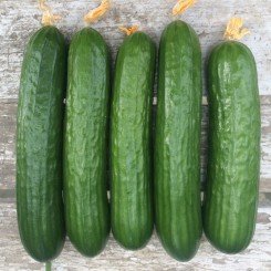 Базис F1 насіння огірка партенокарпічного (Lark Seeds)
