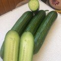 Базис F1 насіння огірка партенокарпічного (Lark Seeds)