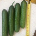 Базис F1 насіння огірка партенокарпічного (Lark Seeds)