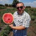 Блеки F1 (Блейк F1) насіння кавуна раннього (LibraSeeds)