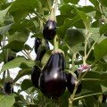 Блек Перл F1 Organic насіння баклажану (Enza Zaden/Vitalis)