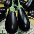 Блек Перл F1 Organic насіння баклажану (Enza Zaden/Vitalis)