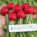 Бодиам F1 (2,75-3,00) семена редиса (Rijk Zwaan)