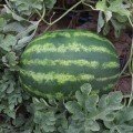 Бомбер F1 (Bomber F1) насіння кавуна (Cora Seeds)