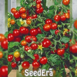 Бонсай насіння помідора чері детермінантного (Seedera)