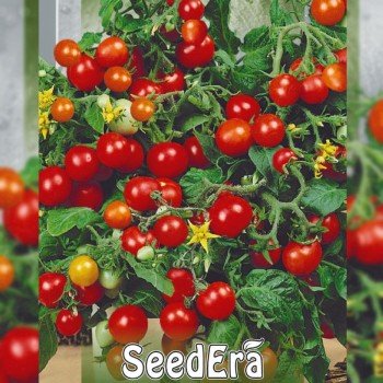 Бонсай насіння помідора чері детермінантного (Seedera)