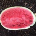 Б'ютіфул F1 насіння кавуна (Lark Seeds)