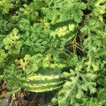 Б'ютіфул F1 насіння кавуна (Lark Seeds)