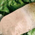 Центаур Полі насіння білого кормового буряка (Польща)
