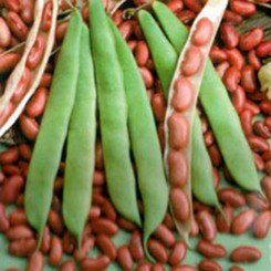 Красная Плантика семян фасоли овощной кустовой красной (Империя Семена)