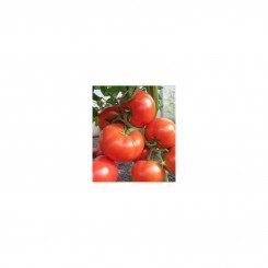 CRX 78503 F1 насіння помідора індетермінантного (Cora Seeds)
