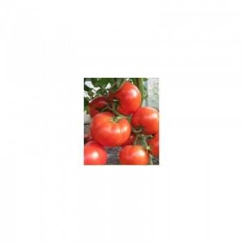 CRX 78503 F1 семена помидора индетерминантного (Cora Seeds)