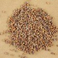 Дайкон семена микрозеленые (Agrocity)
