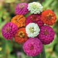 Дейліа Мікс (mix) насіння циннії (Floragran)