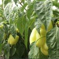 Діамант F1 насіння перцю солодкого (Spark Seeds)