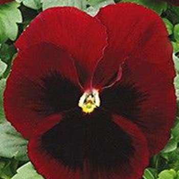 Династия Red Blotch семян фиалки (Kitano Seeds)