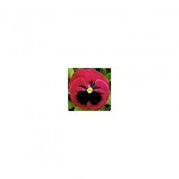 Династия Rose Blotch семян фиалки (Kitano Seeds)
