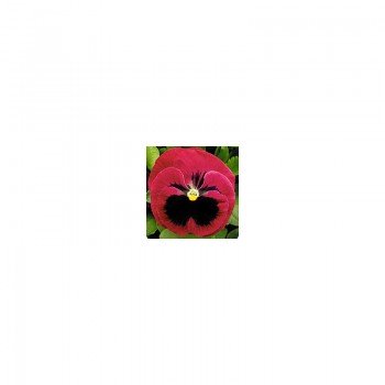 Династия Rose Blotch семян фиалки (Kitano Seeds)