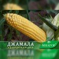 Джамала F1 насіння кукурудзи суперсолодкої Sh2 (Мнагор)