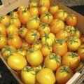 Елоу Ривер F1 семена помидора детерминантного (United Genetics)