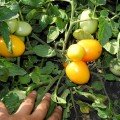Елоу Ривер F1 семена помидора детерминантного (United Genetics)
