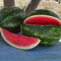 ES 75077 F1 насіння кавуна середнього (Ergon seeds)