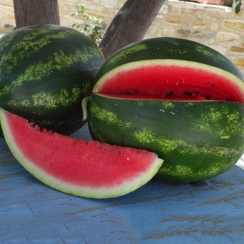 ES 75077 F1 семена арбуза среднего (Ergon seeds)