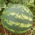 ES 75077 F1 насіння кавуна середнього (Ergon seeds)