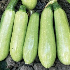 ЕС 38 F1 семена кабачка (LibraSeeds)
