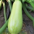 ЄС 38 F1 насіння кабачка (LibraSeeds)