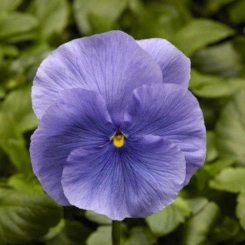 Фино F1 голубая (Blue) семена виолы (Syngenta)